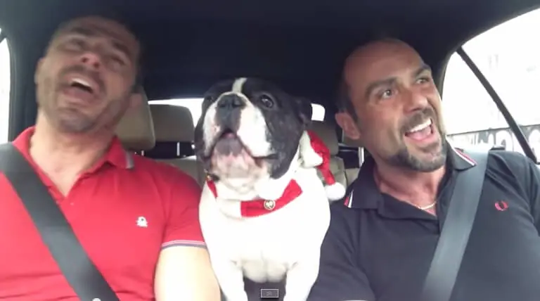 Perro cantando una canción ¡Alucinante!