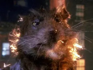 el maestro splinter (noche de ratas)