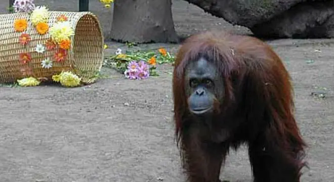 La Justicia le puso un abogado a la orangutana