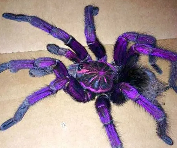 17 extraños y curiosos datos sobre la muerte