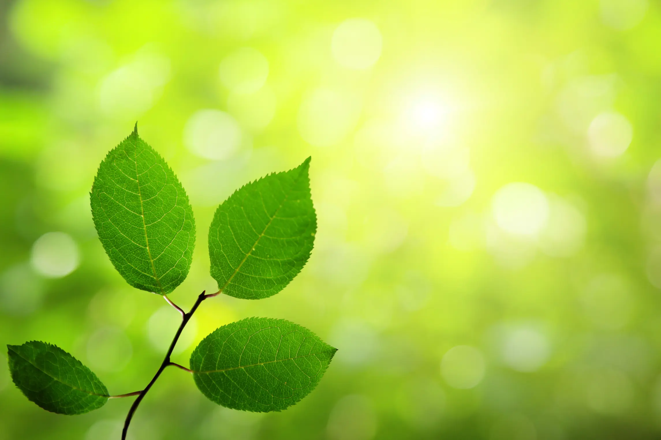 ¿Por dónde respiran las plantas?