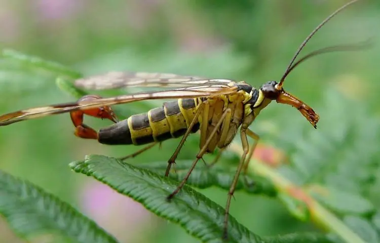garrapata