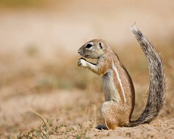 Curiosidades científicas sobre la masturbación