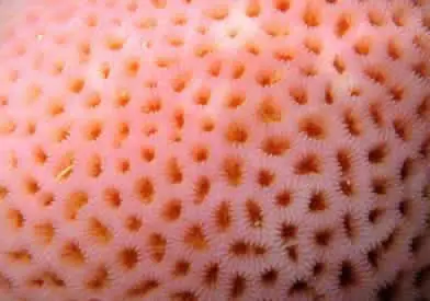 Que es la Tripofobia? La padeces?