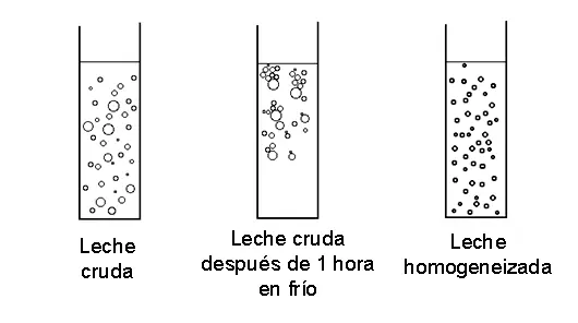 ¿Es la leche cruda más beneficiosa que la pasteurizada?