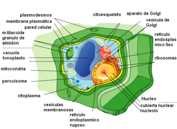 Celula Vegetal