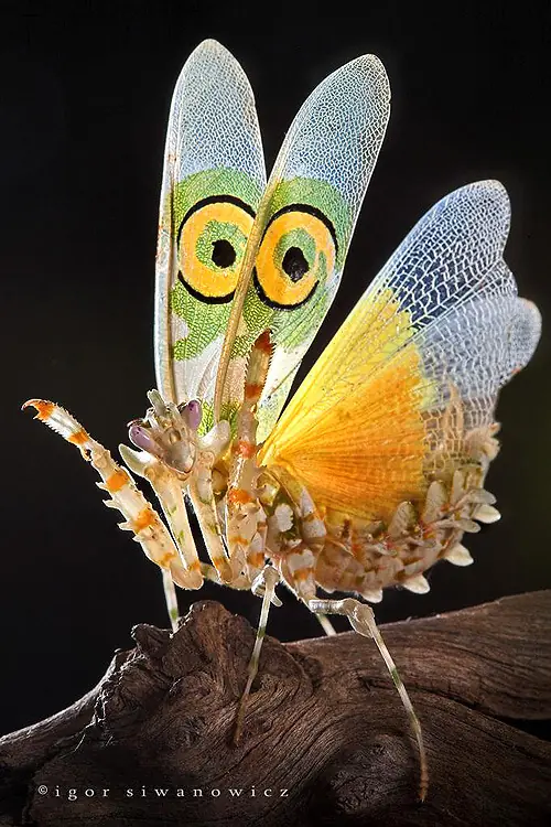 insectos del mundo