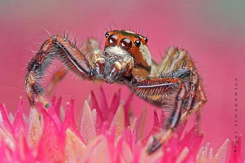 insectos del mundo