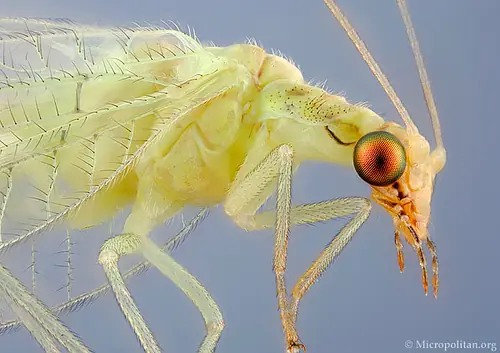 insectos raros