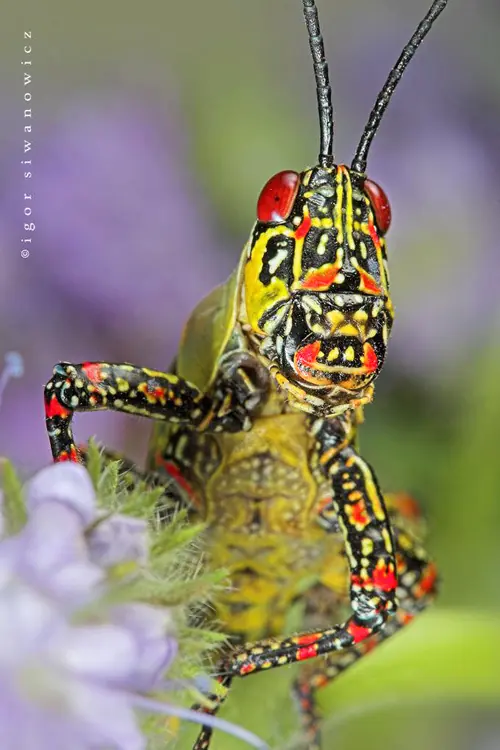 insectos