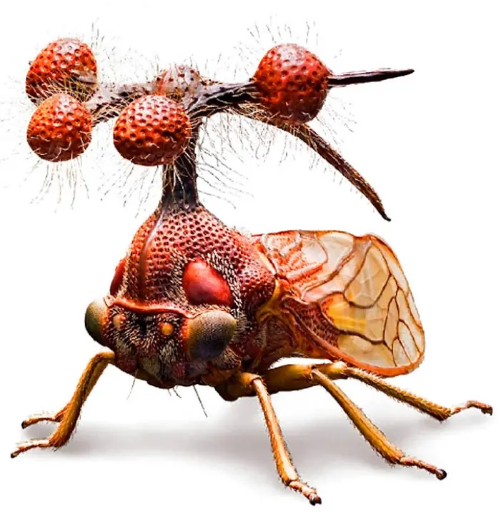 insectos