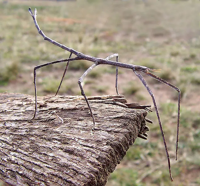 insectos raros