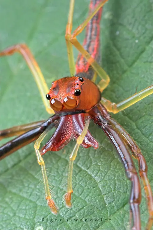 insectos raros del planeta tierra