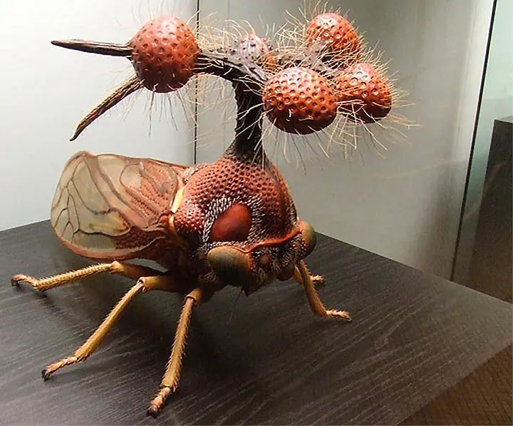 insectos raros del planeta