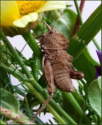 insectos raros del planeta