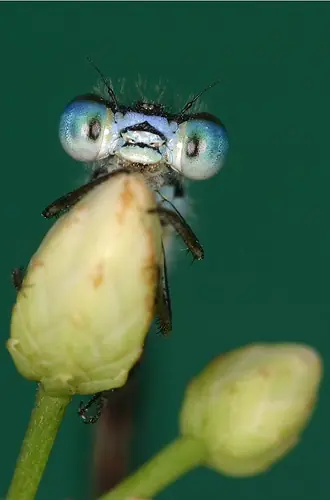 insectos