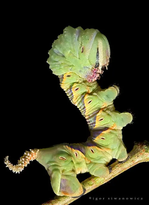 insectos raros del planeta tierra