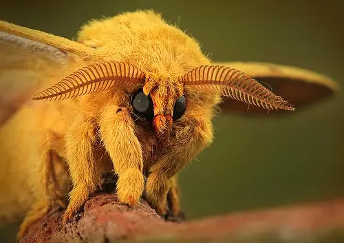insectos raros del planeta
