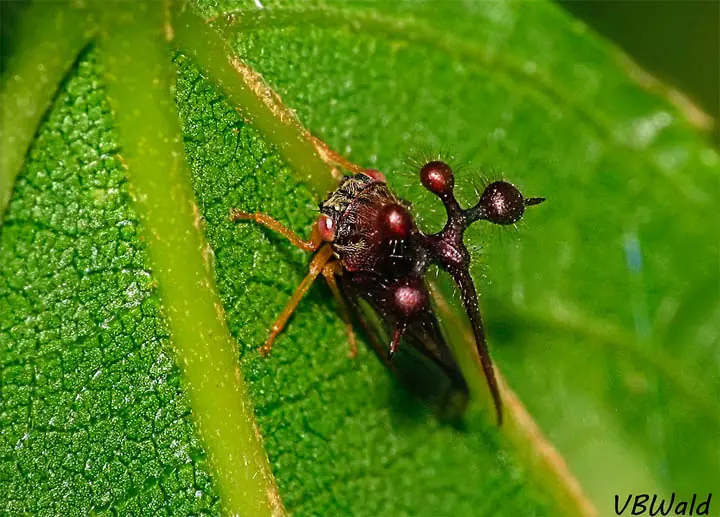 insectos raros del planeta tierra