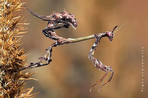 insectos