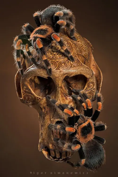 insectos