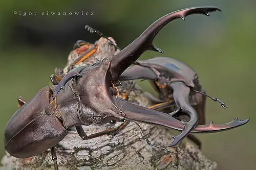 insectos