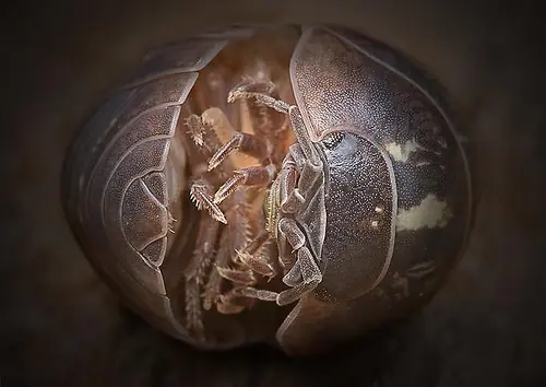 insectos raros del planeta