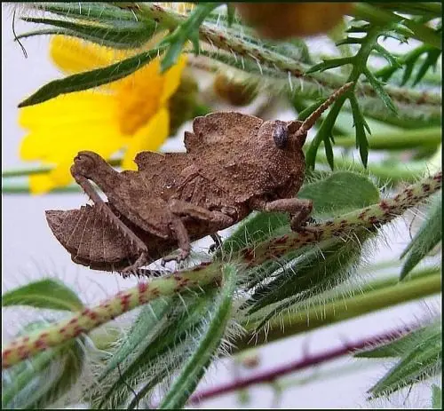insectos del mundo