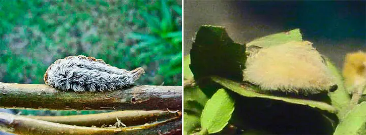 insectos