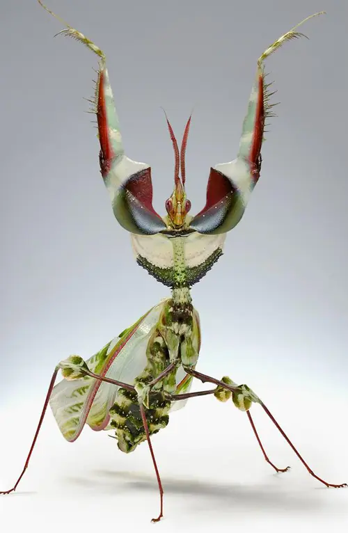 insectos raros