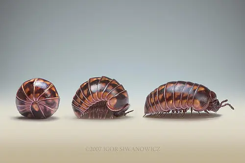 insectos raros