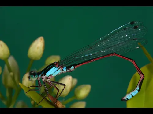 insectos raros