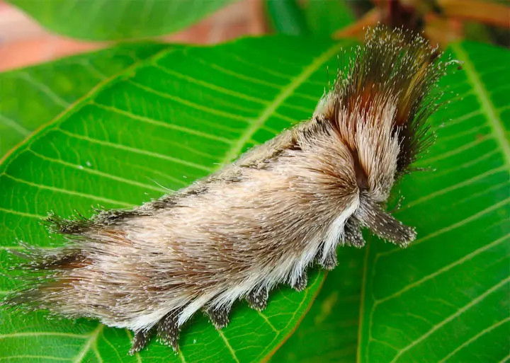 insectos raros del planeta tierra