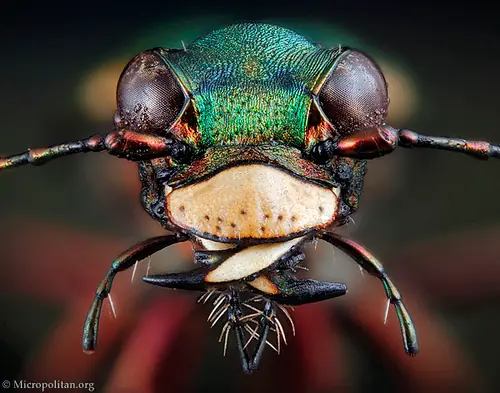 insectos raros del planeta