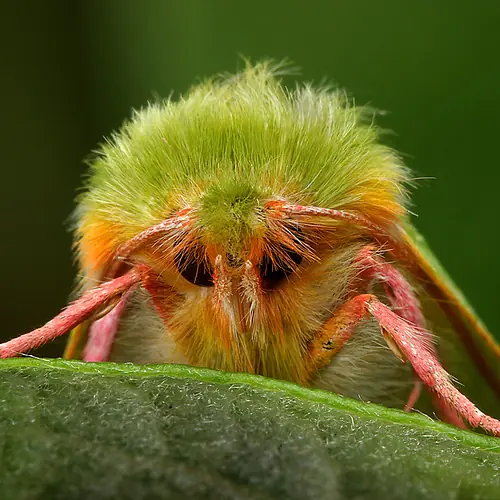 insectos del mundo
