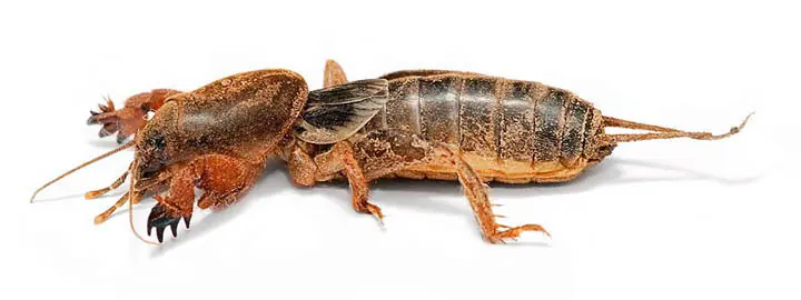 insectos del mundo