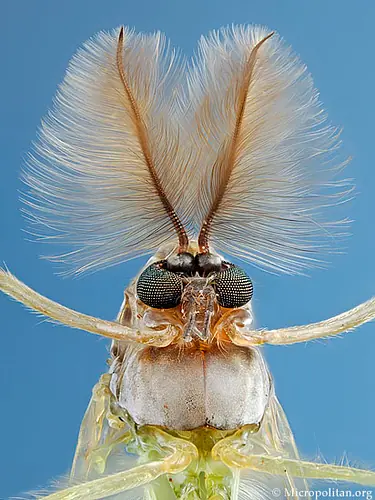 insectos del mundo