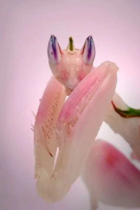 insectos