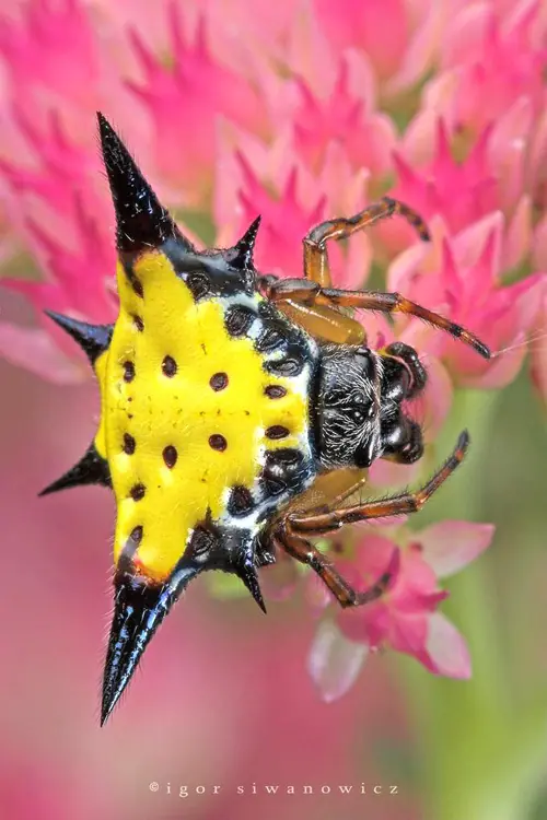 insectos raros del planeta
