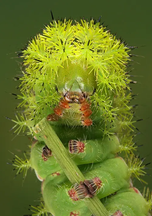 insectos raros