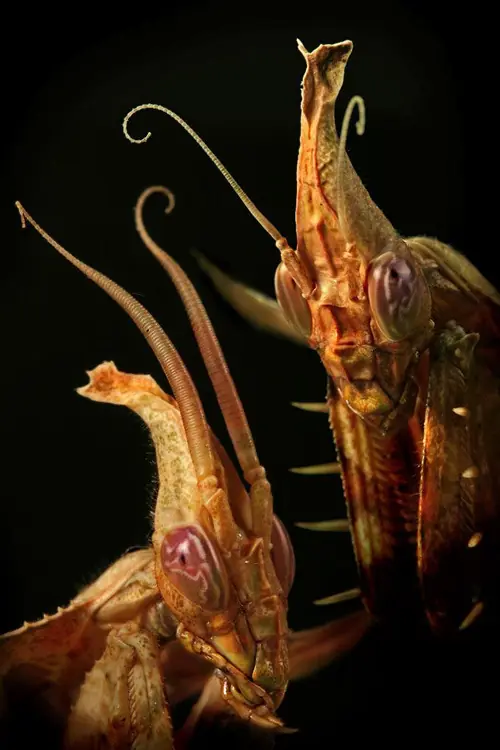 insectos raros del planeta