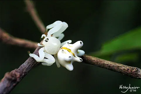 insectos raros del planeta tierra