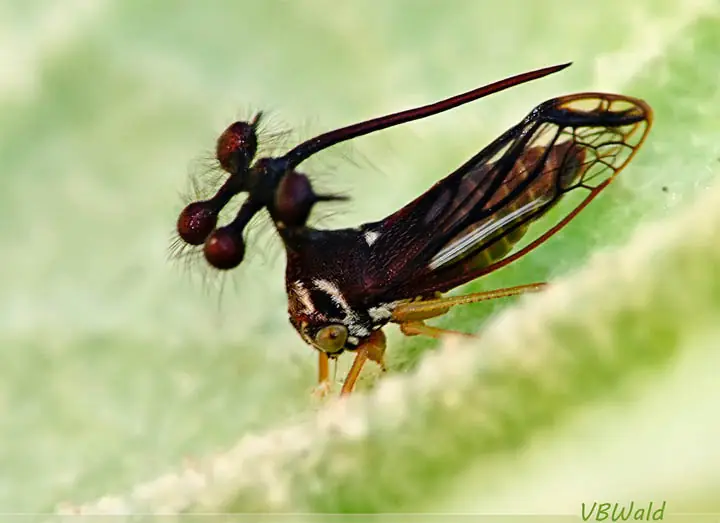 insectos del mundo