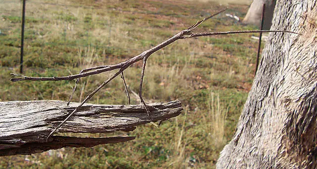 insectos raros del planeta