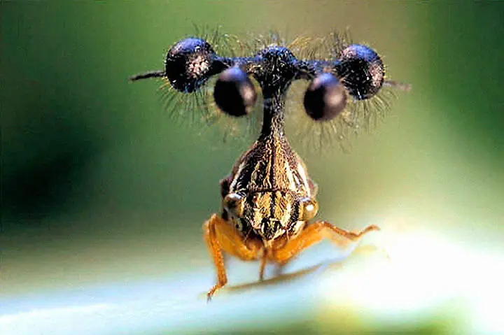insectos raros