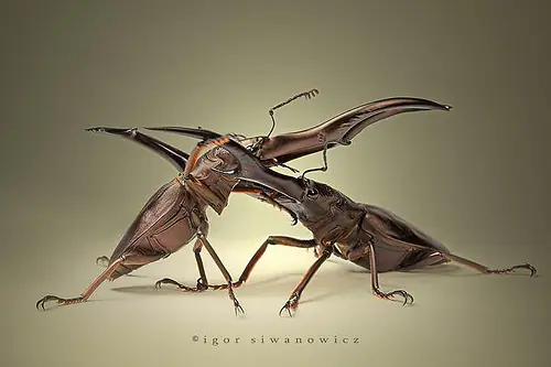 insectos raros del planeta tierra