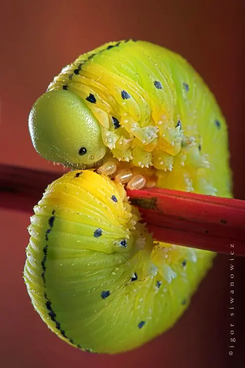insectos raros
