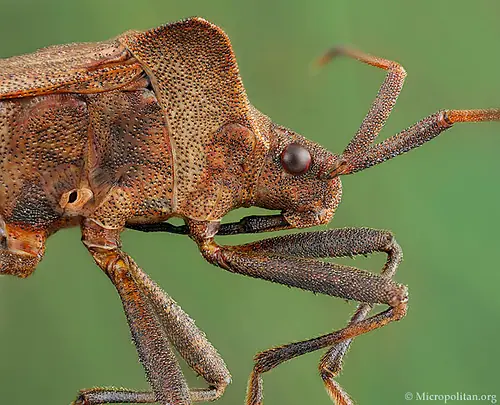 insectos raros del planeta tierra