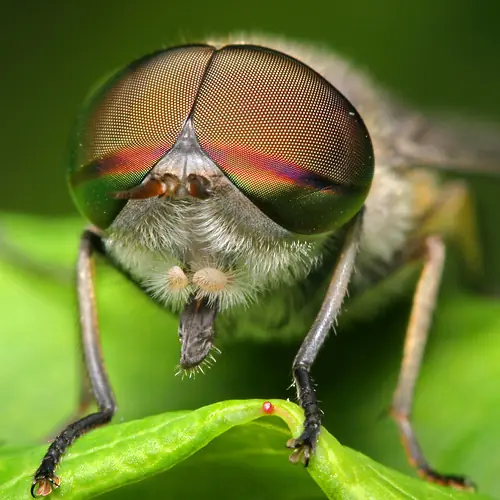 insectos raros del planeta tierra