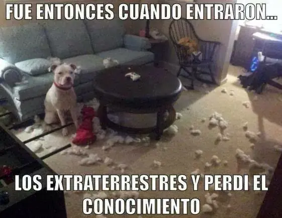 humor grafico